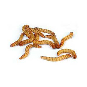 Regular Mealworms