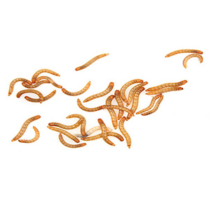 Mini Mealworms