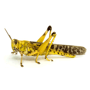 Adult Locusts (60-80mm)