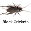 Black Crickets