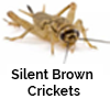 Silent Brown Cricket