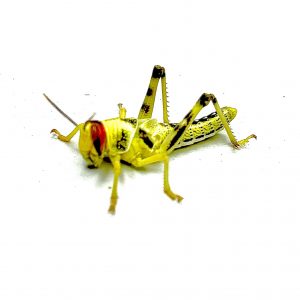 Extra Large Locusts (35-50mm)