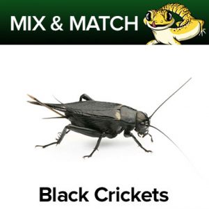 Hatchling Black Crickets (2-4mm)