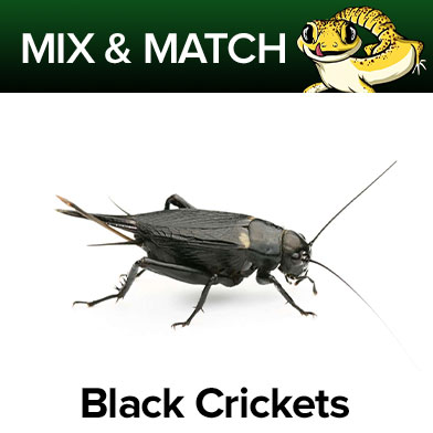 Black Crickets