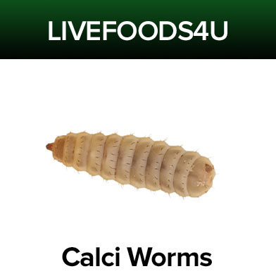 Calci Worms