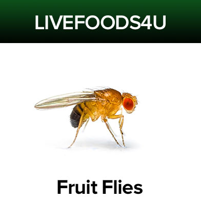 Fruit Flies