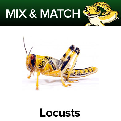 Locusts