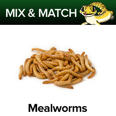 Mealworms