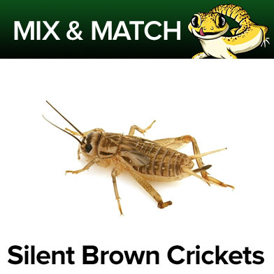 Silent Brown Cricket