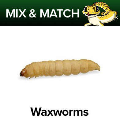 Waxworms